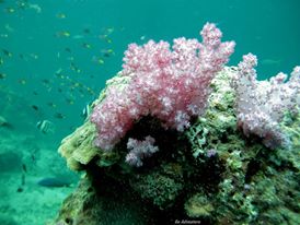 536273_447647855251019_367947715_n — Berhala Island